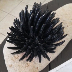 Riccio di Mare / Sea Urchin